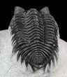 Coltraneia Bug Eyed Trilobite - Ofaten, Morocco #56533-3